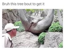 Секс дерево